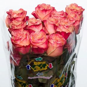 ROSE LOVELY HEARTS 50